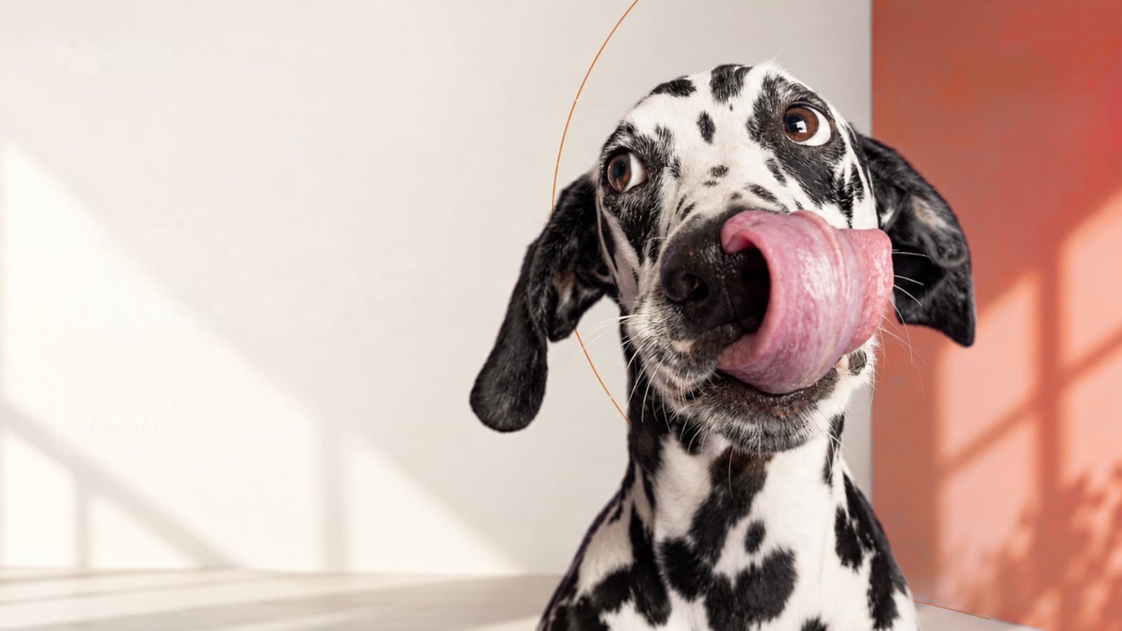 Hipaw köpek yürüyüşü ve evde bakımı dijitale taşıdı