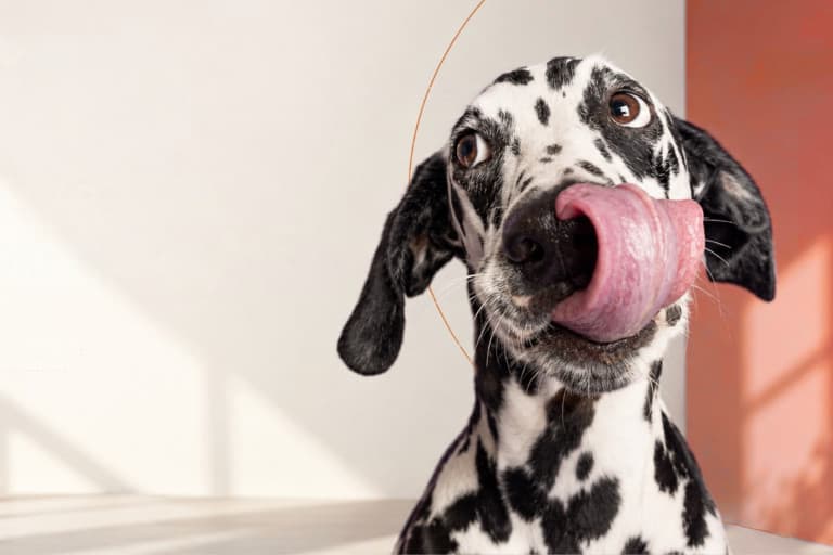 Hipaw köpek yürüyüşü ve evde bakımı dijitale taşıdı